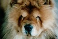 200306_Avalanche_daylight
