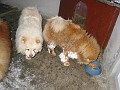 20110301_Iarna_CousCous