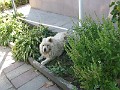 IMG_0382