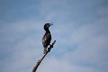 IMG_6705