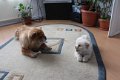 20170224_Blanche_si_Lucky