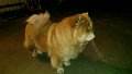 IMG_20180110_074141