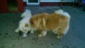 20180130_LuckyBlanche