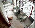 20190203073232618