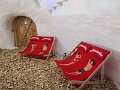 IMG-20190208-WA0006